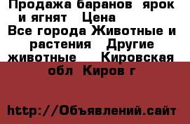 Продажа баранов, ярок и ягнят › Цена ­ 3 500 - Все города Животные и растения » Другие животные   . Кировская обл.,Киров г.